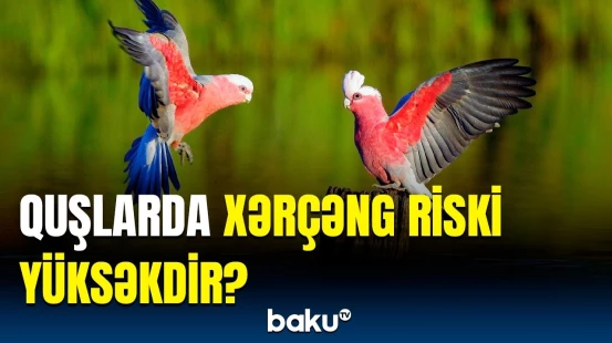 Ölümcül xəstəliyin dərmanı görün harada axtarılır | Ət yeyən heyvanlarda xərçəng xəstəliyi…