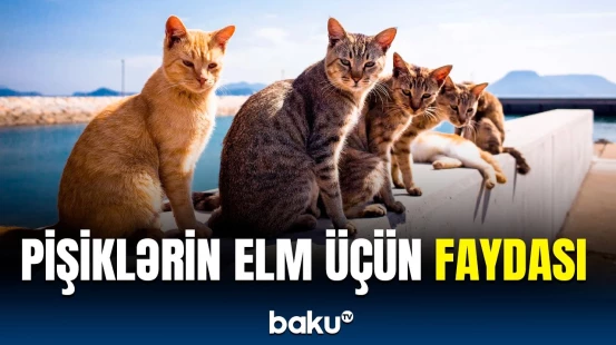 Pişiklər yuxu mexanizminin öyrənilməsində mühüm rol oynayır | Təcrübə aparıldı və üzə çıxdı ki…