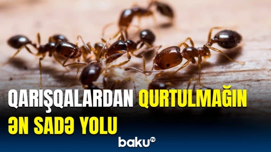 Tarakanları evdən necə qovaq? | Hər kəsin bilməli olduğu nüans