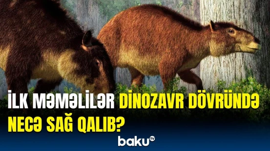 Alimlərdən məməlilərin uğuru ilə bağlı açıqlama | Maraqlı araşdırma