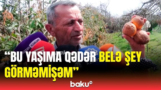 Qış bizə o qədər ziyan vurdu ki... | Astara fermerləri çıxılmaz halda