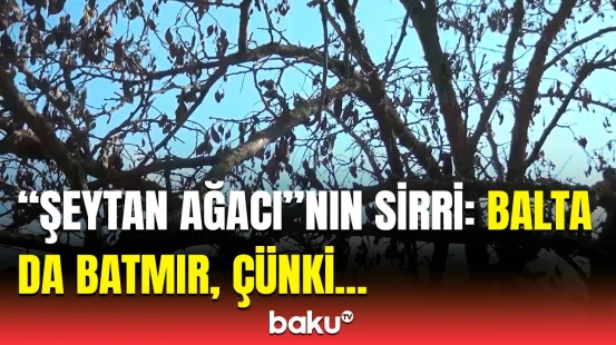 Mütəxəssis “Qırmızı kitab”a düşən ağacların sirrini açdı | Azərbaycanın ancaq bu bölgəsində...