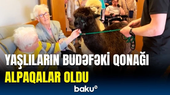 Onların da üzü güldü... | Qocalar evində alpaqa terapiyası