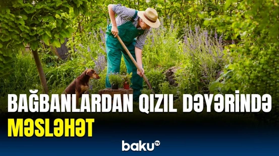 Yaxşı məhsul əldə etmək üçün... | Badımcanları harada əkmək lazımdır?