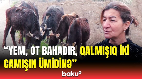 Camışçılığın inkişafı ətin qiymətinə təsir edəcək? - Onu heç vaxt kəsmirlər, çünki...