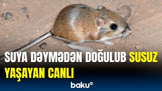 İnsandan 5 dəfə çox... | Bu canlının həyat tərzi eşidənləri heyrətə gətirir