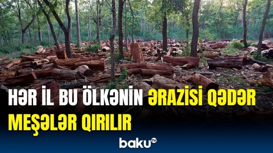 Dünya fəlakətlə üz-üzə | Yaşıllıq sahələr sürətlə məhv olur