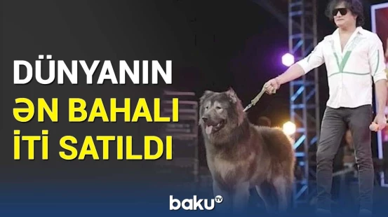 "Canavar iti"nin özəllikləri açıqlandı | Sahibi görün necə pul qazanırmış