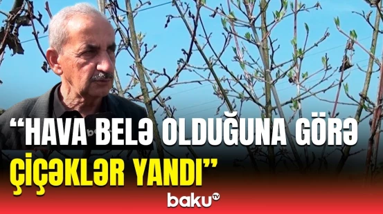 Meyvələrin qiyməti artacaq? - Dəyişkən havanın meyvəçiliyə mənfi təsirləri