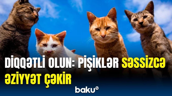 Pişiklər niyə bəzi insanlardan uzaq durur? | Dördayaqlı dostlarımızın emosional dünyası