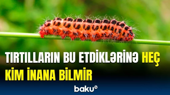 Tırtılların “ev”lərini qorumaq üçün etdikləri hər kəsi heyrətə gətirir
