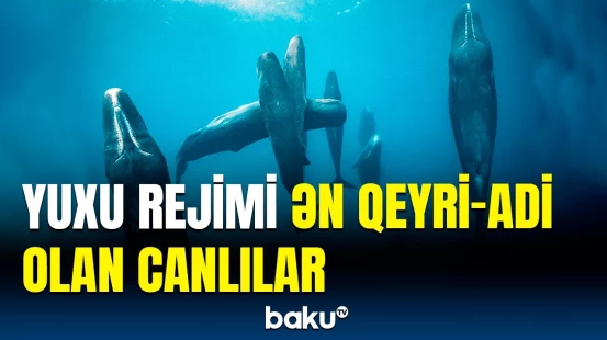 Bu canlılar eyni anda həm oyaq, həm də yuxuda ola bilirlər | Bəzi balıqlar isə...