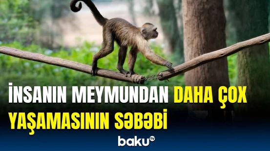 Ömrümüzü bu yollarla uzun edə bilərik | Alimlərdən maraqlı araşdırma