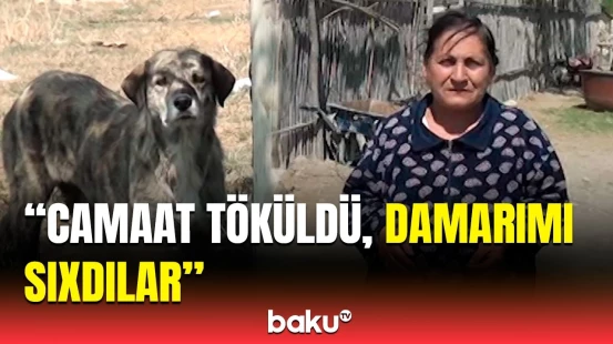 Sakinlər sahibsiz itlərin hücumuna məruz qaldı | Goranboy