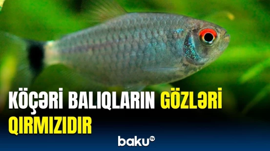 Bulanıq sularda yaşayan qırmızı gözlü köçəri balıqların sirri nədir?