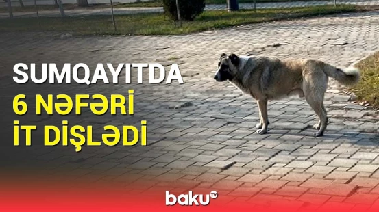 Sumqayıtda sahibsiz itlərin hücumu | Xəsarətalanların son vəziyyəti