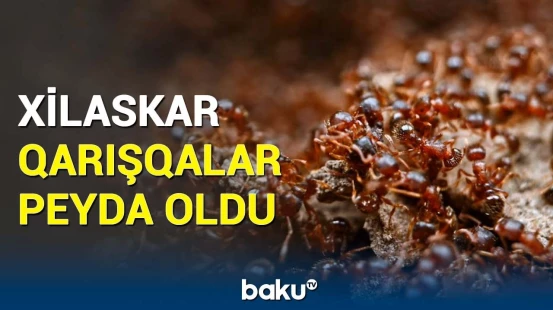 Koloniyanı görün nələr xilas edirmiş | Hər kəsi təəccübləndirən hadisə