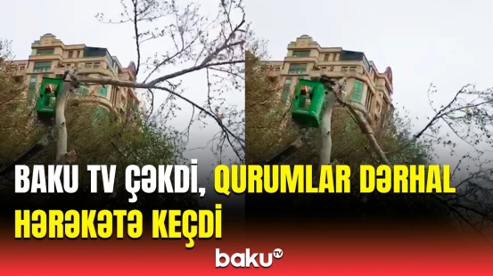 Problem həll edildi | Nəsimidə evlərə zərər vuran ağacla bağlı tədbir görüldü