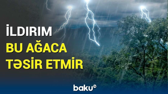 Alimləri heyrətləndirən nadir bitki | Bu ağac nəinki ildırım keçirmir, hətta...