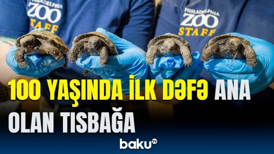 Tarixdə bir ilk | Nəsli tükənməkdə olan tısbağanın bala verməsi gündəmə düşdü