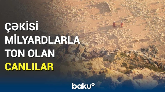 Yerin daxilində nələr baş verir? | 52 ölkənin alimləri elə şey açıqladı ki…