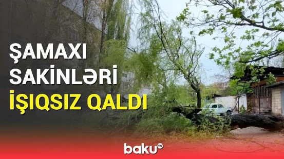Səhər durub gördüm ki, ağac qırılıb... | Şamaxıdakı güclü küləyin dəhşətli fəsadları