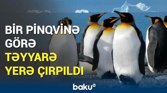 Təyyarə qəzasının ağlasığmaz səbəbi | İcazəsiz "sərnişin"  faciəyə səbəb oldu