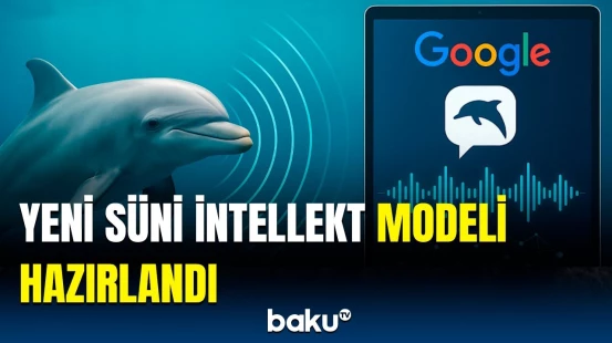 Delfinlərin dilini öyrənmək mümkün olacaq? | "Google" şirkətinin mütəxəssislərindən maraqlı addım