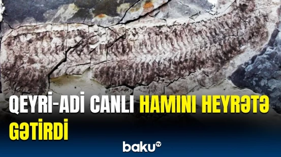 444 milyon illik sirr | Yerlə bağlı daha bir müəmma ortaya çıxdı