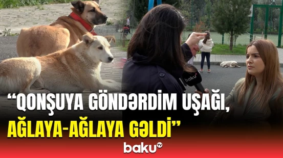 “Uşaqlar bloka qorxu ilə çıxır...” | Yasamalda it məktəbliyə hücum etdi, valideynlər şikayətləndi