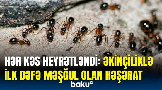 Tədqiqatlar zamanı elə şeylər üzə çıxdı ki…. | 66 milyon il əvvəl mövud olan həşərat