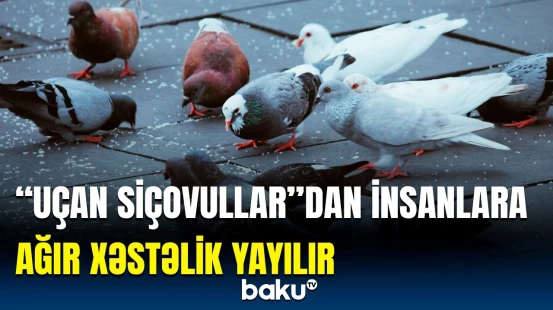 Bu əlamətlər varsa... | Göyərçinlər də insanı ölümcül təhlükəyə atır?