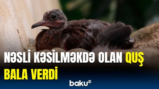 Nadir Sokorro göyərçinləri nəzarətdə saxlanılır