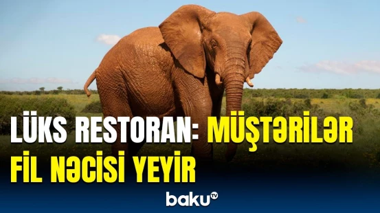 Çin yenə hamını heyrətləndirməyə davam edir | Restoranın qeyri-adi menyusu