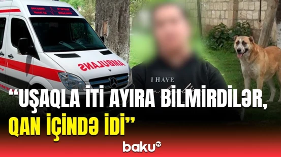 Uşaq itin altında idi, qolları gömgöy... | Qubada məktəbli dəhşət yaşadı