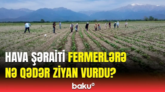 Fuad Sadıqov fermerlərə dəyən ziyandan danışdı | Statistika açıqlandı