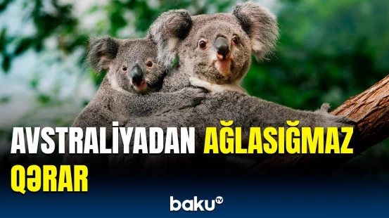 Bu heyvanlar kütləvi şəkildə öldürüləcək | Qurumla rəsmilər arasında qalmaqal