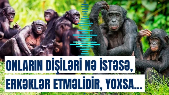 İnsanların qohumları sayılan bu meymunlarda dişilər necə hökmranlıq edir?