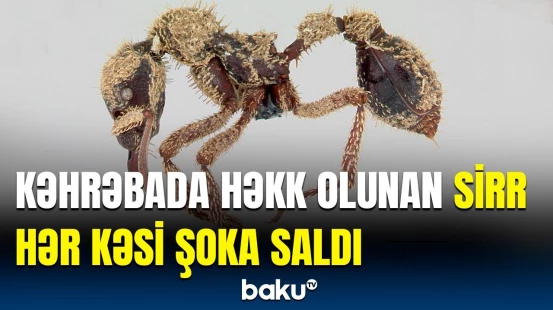 Qədim qarışqa növü kəşf olundu | Həşəratın heyrətamiz özəllikləri