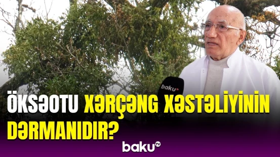 Alman həkimlərinin istifadə etdiyi nadir bitki | Öksəotunun bilinməyən faydaları