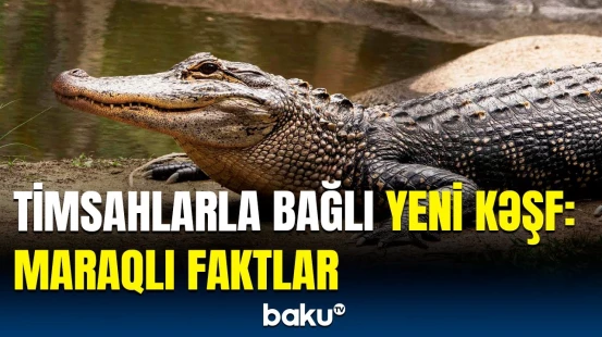 Timsahlar okeanlarda yaşayıb? | Nəhəng sürünənlər görün nə ilə qidalanıb