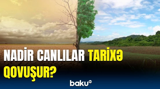Nadir canlılara ən böyük təhlükə olan amillər | Tədqiqatın nəticələri açıqlandı
