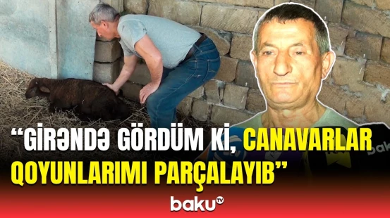 Bu heyvanların ətini qəti yemək olmaz! - Ağstafada canavarlar kəndə hücum etdi