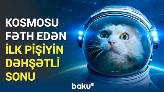 Küçədən tapılıb kosmosa göndərilən ilk pişiyin hekayəsi