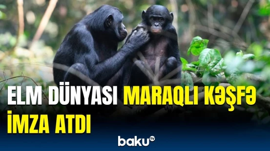 Dişi həmrəyliyinin unikal gücü | Erkəkləri cilovda saxlamağı bacaran yeganə varlıqlar