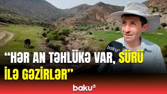 Bir nəfər yolun qırağına çıxa bilmir, çünki... | Naxçıvanlıların təsərrüfatı iflic vəziyyətə düşdü