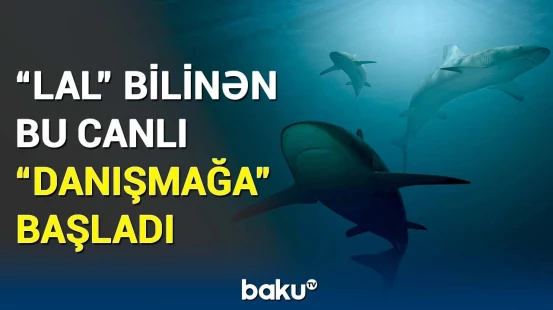 Bu canlılar necə "danışa" bilir? - Alimləri heyrətə gətirən tədqiqat
