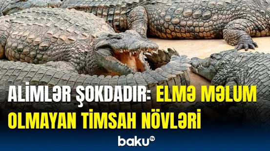 Alimlər maraqlı faktlar aşkarladı, amma… | Narahatedici məqamlar nələrdir?