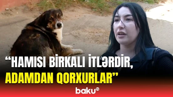 "Hürürlər, yaxşı edirlər" | Sumqayıtda küçə itlərini kim öldürür?
