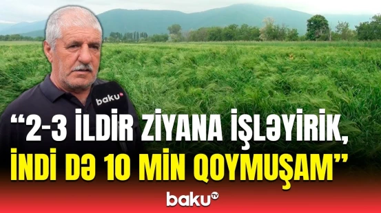 40 hektarlıq sahəmi dolu vurdu | Havaya görə çətinlikdə qalan fermerlər danışdı